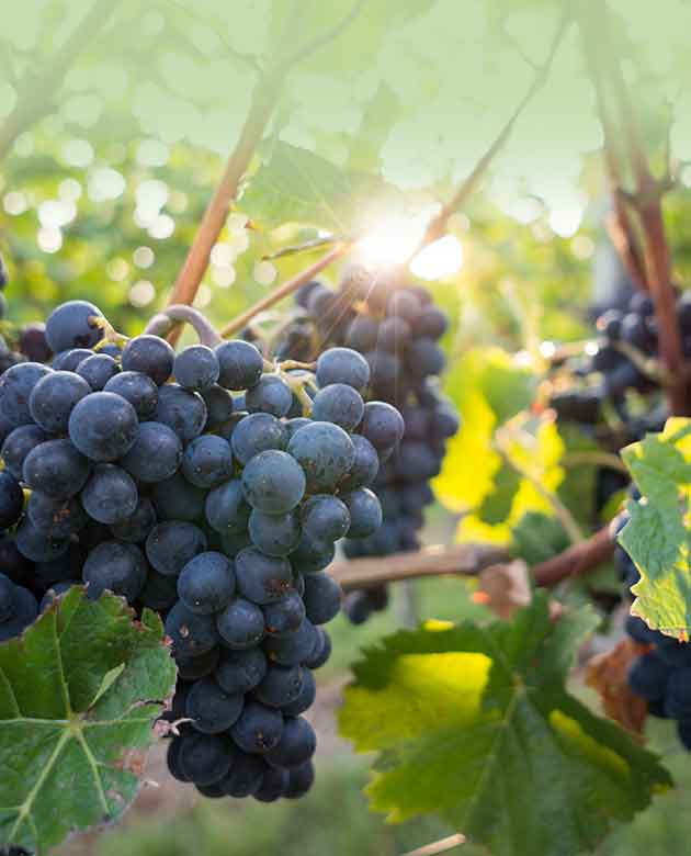 We helped the wine industry’s leading trade publication and data provider evolve its website.