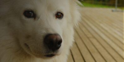An Image Of A White, Samoyed Dog Outdoors, On A Wooden Deck