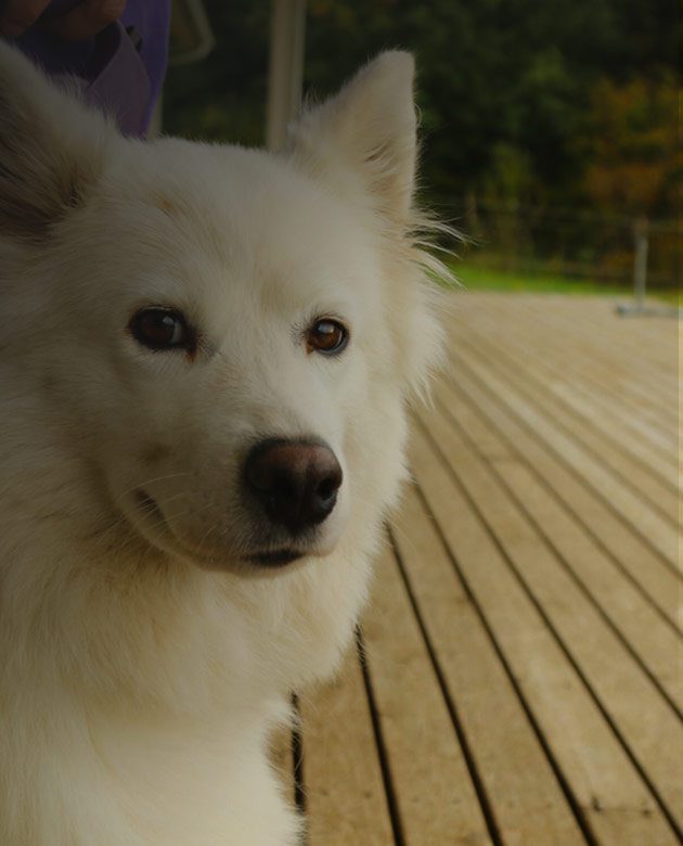 An image of a white, Samoyed dog outdoors, on a wooden deck